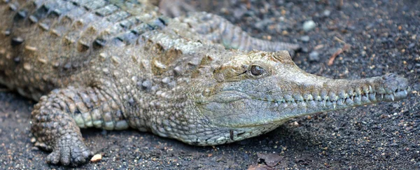 Visage crocodile d'eau douce — Photo