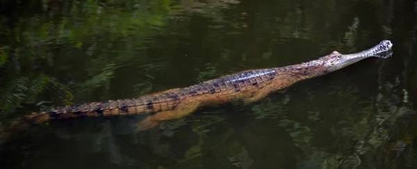 Freshwater crocodile swim in a river — Stock Photo, Image