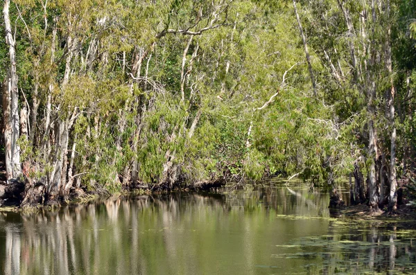 Wild landschap van gom bomen groeien op een lagune van de rivier in Queensland — Stockfoto