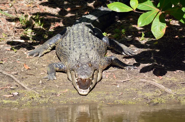 Crocodile d'eau salée repose sur une berge de rivière avec les mâchoires ouvertes — Photo