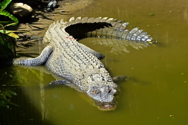 Crocodile d'eau salée dans l'eau — Photo