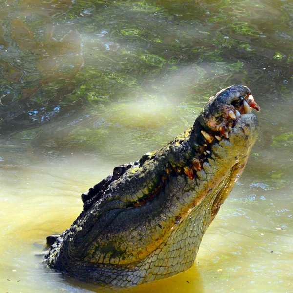 Mâchoires d'un crocodile d'eau salée recouvert de sang l — Photo