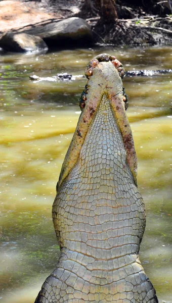 Salto de crocodilo de água salgada para fora da água — Fotografia de Stock