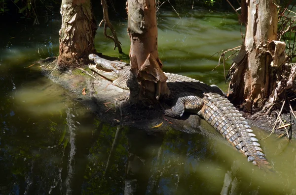 Cocodrilo de agua salada en un pantano — Foto de Stock