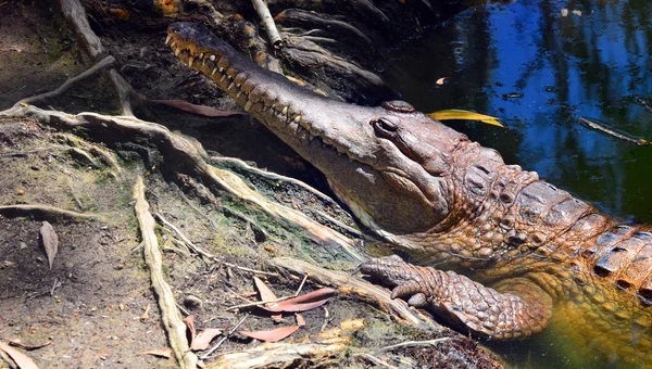 Face de crocodile d'eau douce dans une berge de rivière — Photo