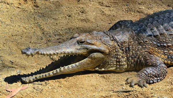 Пресноводный крокодил отдыхает на берегу реки с открытыми челюстями — стоковое фото