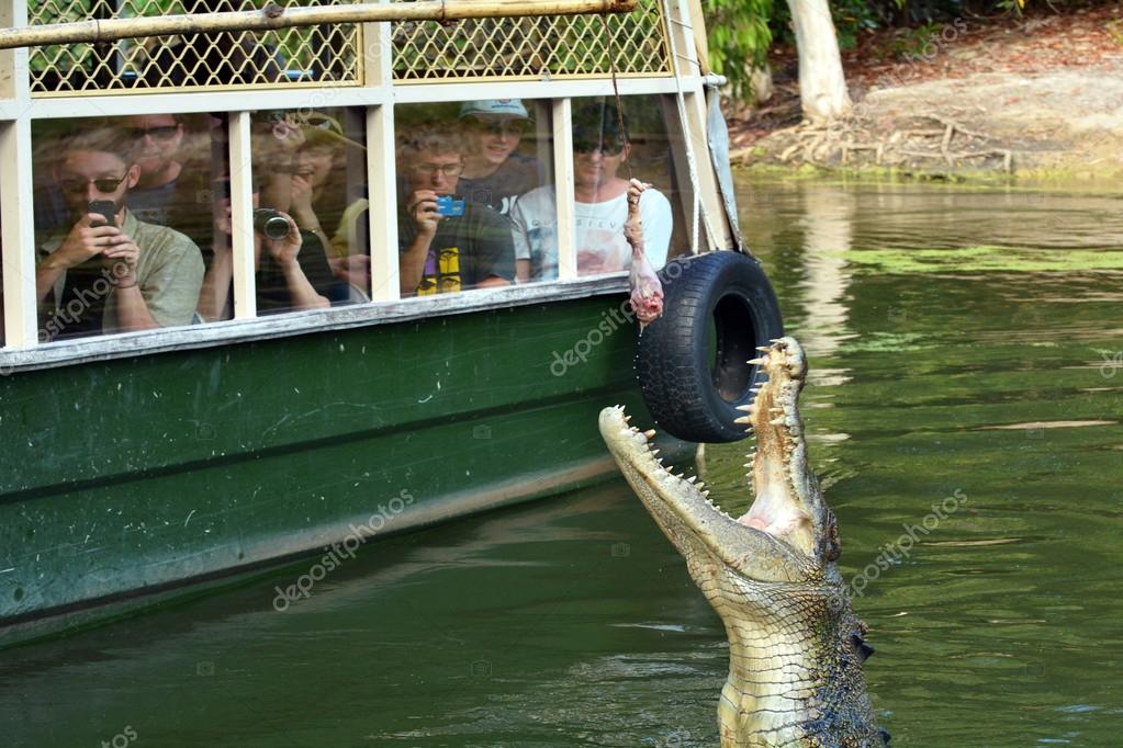 River Croc Au Huge Male Saltwater Crocodile Jumping Out Of The