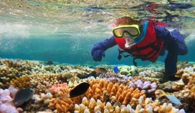 Great Barrier Reef Queensland Avustralya içinde şnorkel çocuk