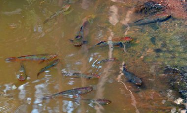 Barramundi balığı bir dere içinde yüzmek 