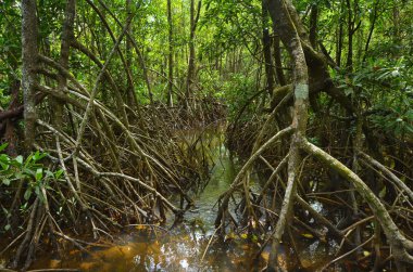Avustralya mangroves Daintree Milli Parkı'nda bir tabiat manzarası