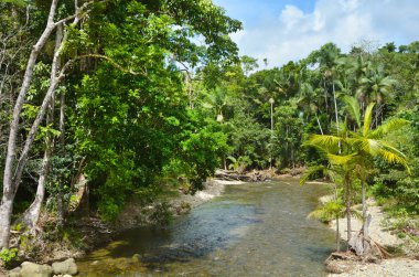 Daintree Milli Parkı Queensland vahşi akışında peyzaj 