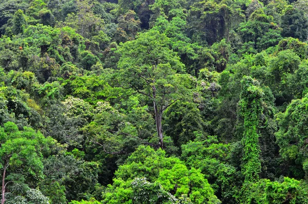 Vista aérea do dossel do Parque Nacional de Daintree Queensland Austral — Fotografia de Stock