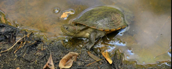 Tortue-scie australienne — Photo