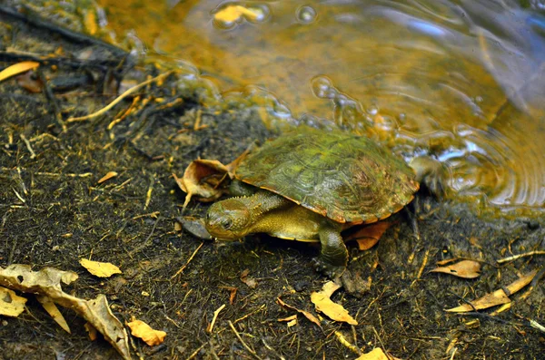 オーストラリア ノコヘリカブトガメ — ストック写真