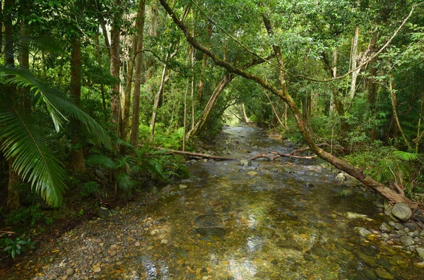 Táj, a vad patak Daintree Nemzeti Park Queensland — Stock Fotó