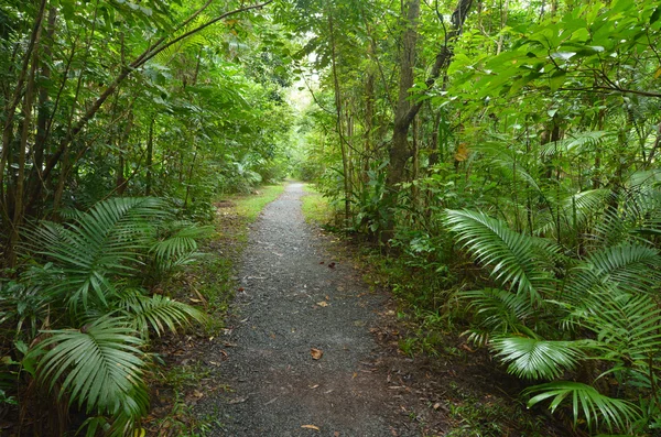 Empty path in Daintree National Park Queensland, Australia — Stock Photo, Image