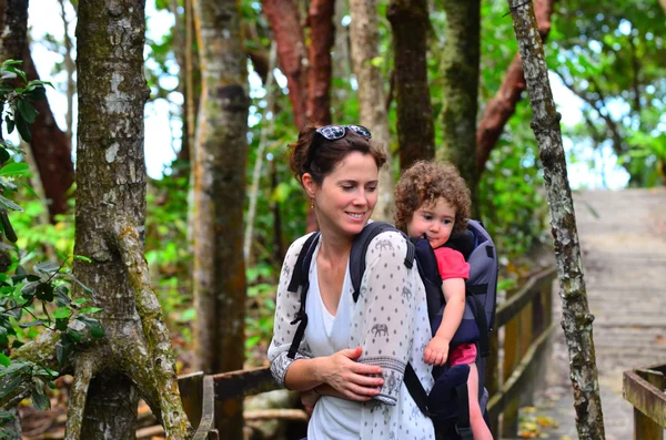 Daintree Park Narodowy Queensland Australia — Zdjęcie stockowe