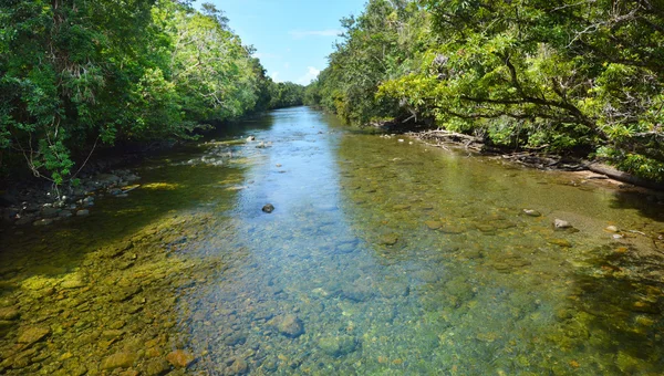 Landschap van een wilde stroom in het Daintree National Park van Queensland — Stockfoto