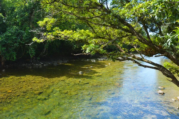 Paesaggio di un ruscello selvaggio nel Daintree National Park Queensland — Foto Stock