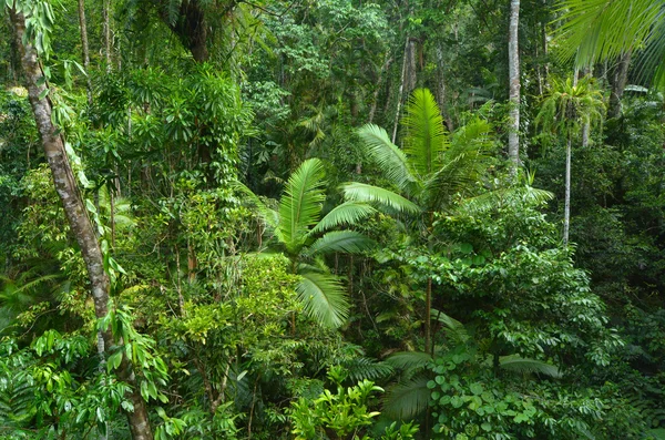 Aerial landscape view of Daintree National Park Queensland Austr — Stock Photo, Image