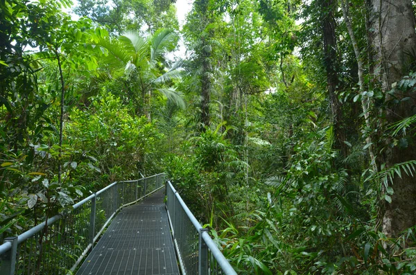 Ścieżki w parku narodowym Daintree Queensland, Australia — Zdjęcie stockowe