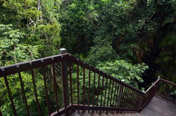 Schodiště přehlédnout baldachýn Daintree národní Park Queensla — Stock fotografie