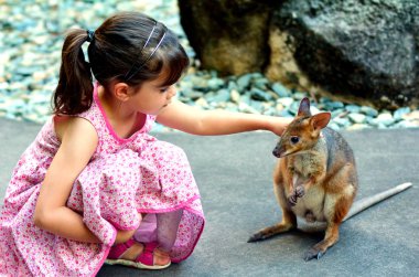 Little child petting a wallaby in Queensland, Australia clipart