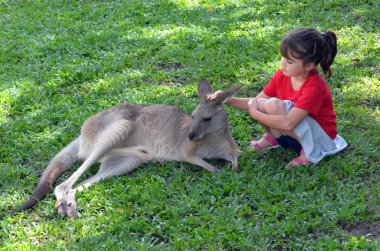 Little child petting grey kangaroo in Queensland, Australia clipart