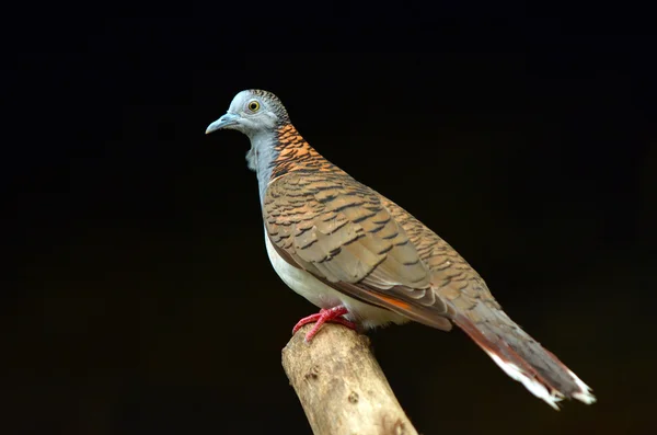 Bar-shouldered dove profile side view — Stock Photo, Image