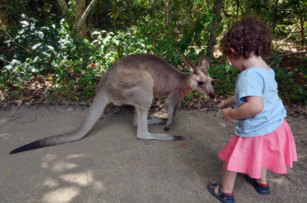 Little child feed grey kangaroo in Queensland, Australia — Stock Photo, Image