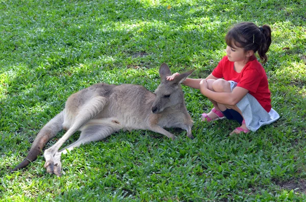 小さな子供のクイーンズランド、オーストラリアでの灰色のカンガルーをペッティング — ストック写真