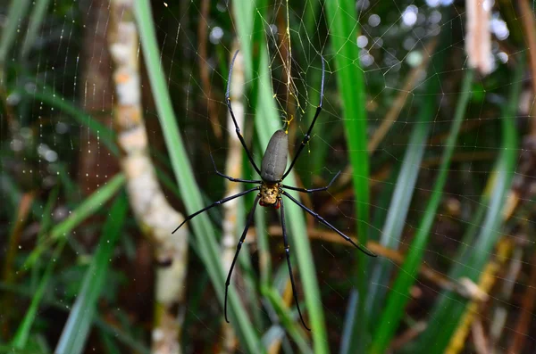 Złota Kula jedwab-tkacz pająk — Zdjęcie stockowe