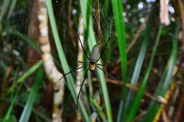 Aranha-tecelã-orbe de seda dourada — Fotografia de Stock