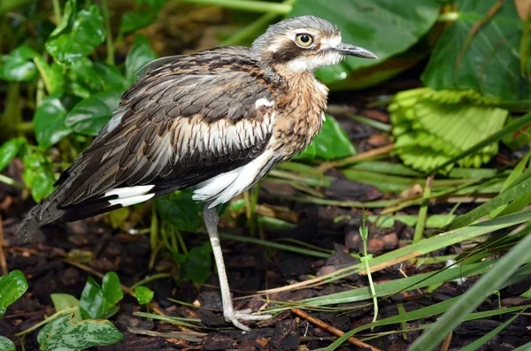 Буш боковим видом на curlew камінь профілю — стокове фото