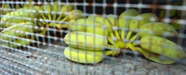 Bananas cruas em uma gaiola de amadurecimento em plantação de banana — Fotografia de Stock