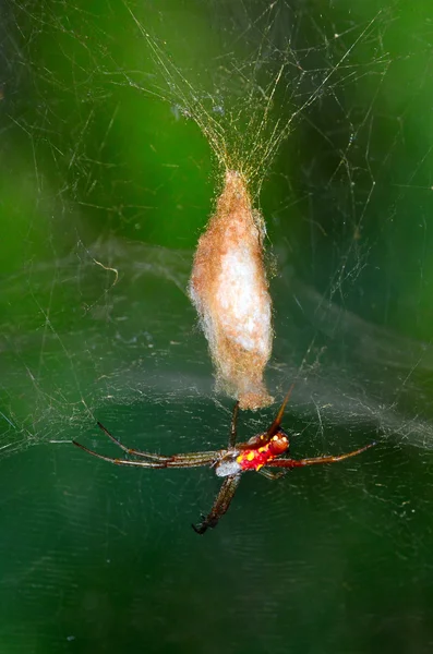 Golden silk orb-weaver spider — Stock Photo, Image