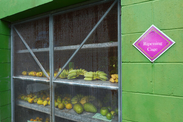 Fruits in a ripening cage. 