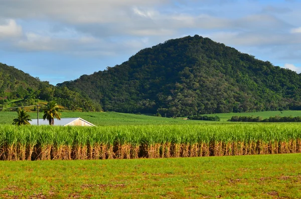 Paisaje de la granja azucarera —  Fotos de Stock