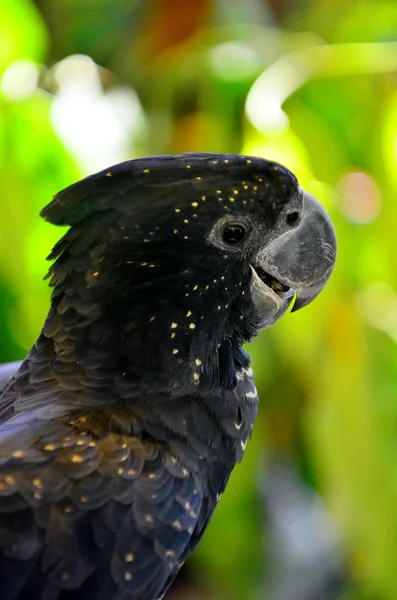 赤尾ブラック｜Cockatoo — ストック写真