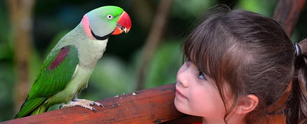 Małe dziecko patrzy na Alexandrine papuga — Zdjęcie stockowe