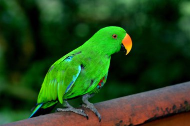 Erkek (yeşil Eclectus papağanı)