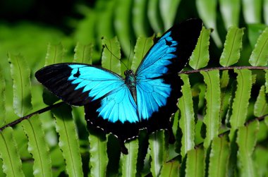 Ulysses Swallowtail butterfly above view clipart