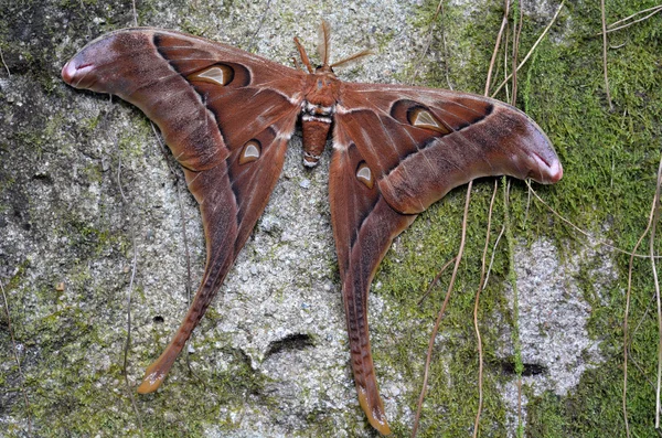 Hercules Moth resten på ett träd — Stockfoto