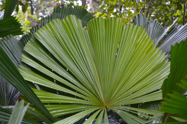 Australische fan palm Queensland Australië — Stockfoto