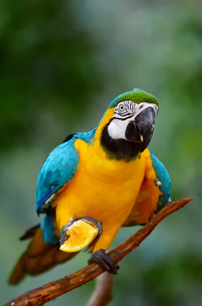 Blauer und goldener Ara frisst orange — Stockfoto