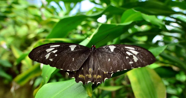 Sad swallowtail motyl — Zdjęcie stockowe