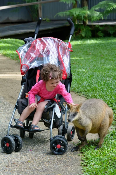 Petit enfant caressant wallaby dans le Queensland, Australie — Photo