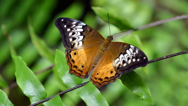 Australijski painted lady motyl — Zdjęcie stockowe