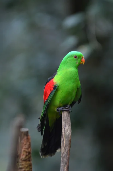 Loro alado rojo — Foto de Stock