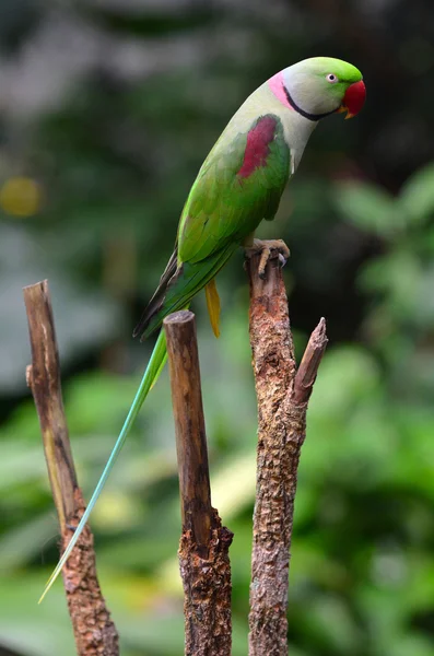 亚历山大鹦鹉 (Psittacula eupatria) — 图库照片